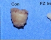 fenbendazole creation