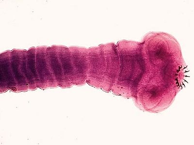 scops know your anthelmintics